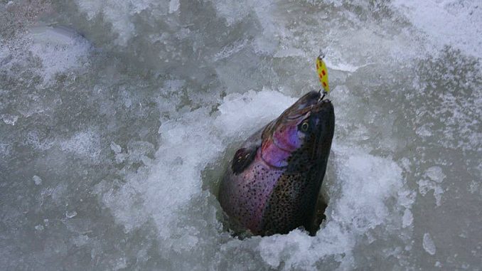 Duhák je nejčastější cílovou rybou při lovu na dirkách