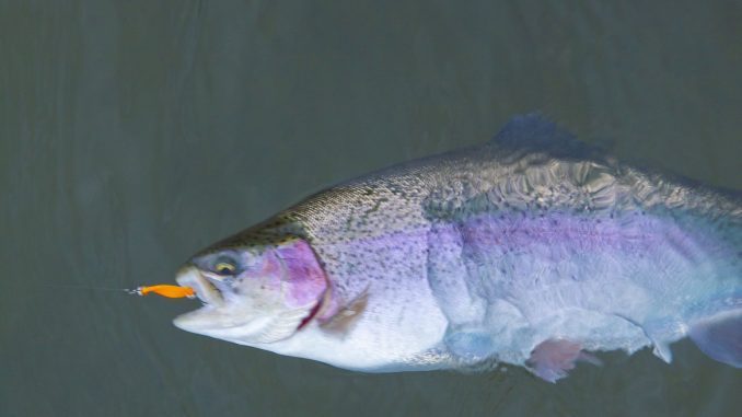 Duhak1244 Tvrdé nástrahy jsou typické pro trout area závody