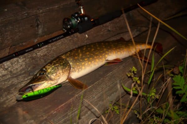 lov štik v noci je možný