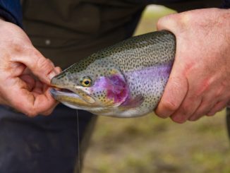 Trout Area je nový formát rybářských závodů