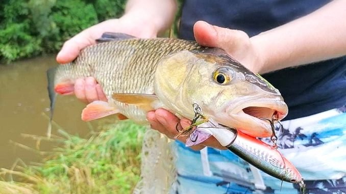 tloušť ulovený na Whopper Plopper