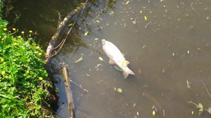 ryby z Bečvy obsahují těžké kovy a další nebezpečné prvky a otrava na labi