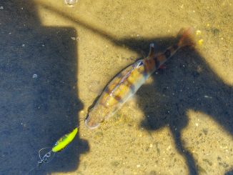 Okoun říční z Vltavy