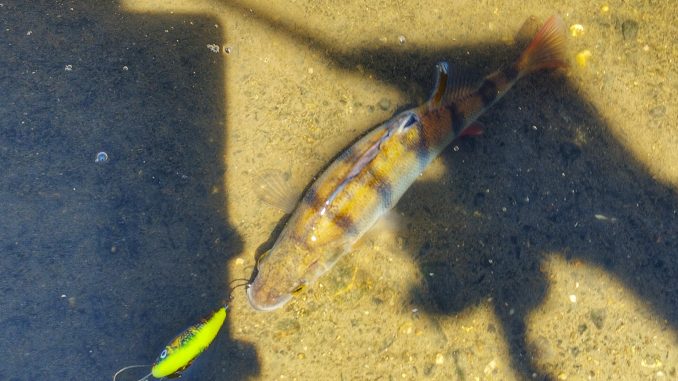 Okoun říční z Vltavy