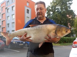 Tolstolobec pestrý