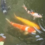 koi kapři