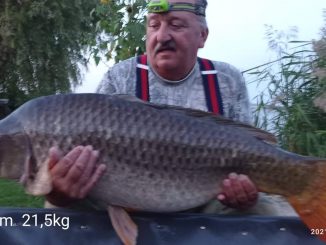 kapr dyje 5