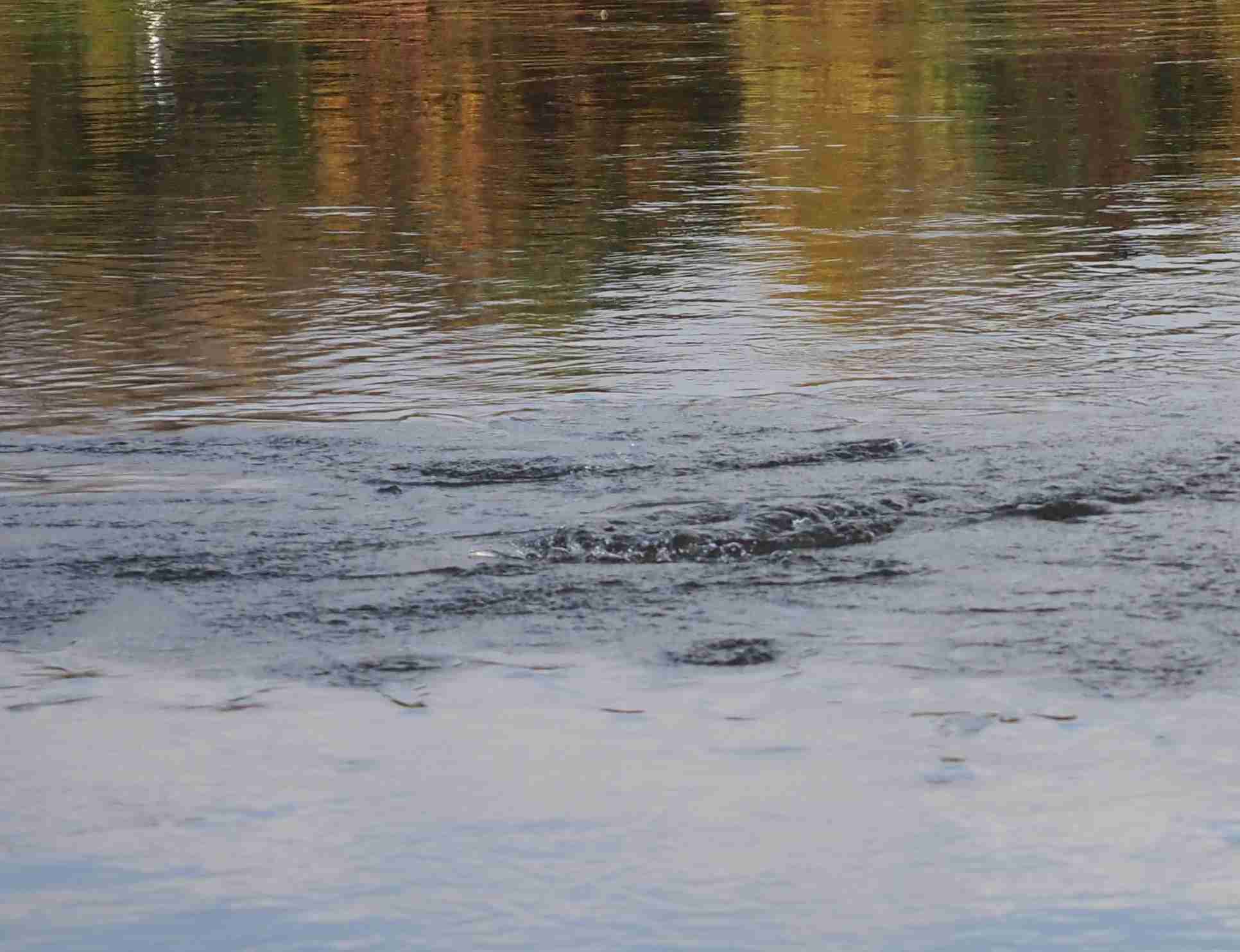 jak na kapry v listopadu