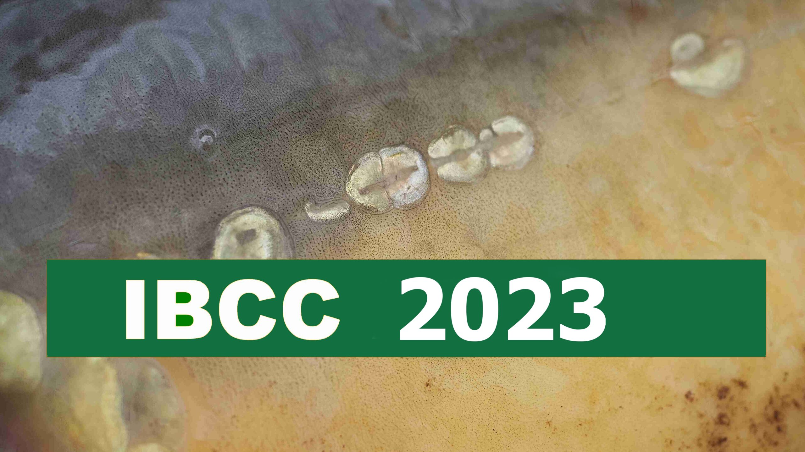 ibcc 2023