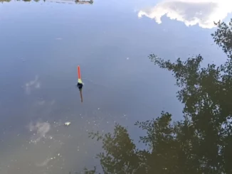 plavaná na rybníku